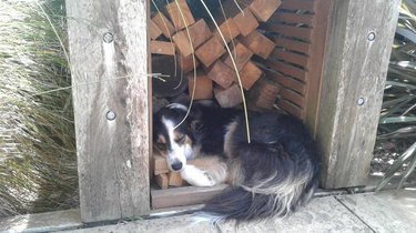 Dog curled up in wood shed