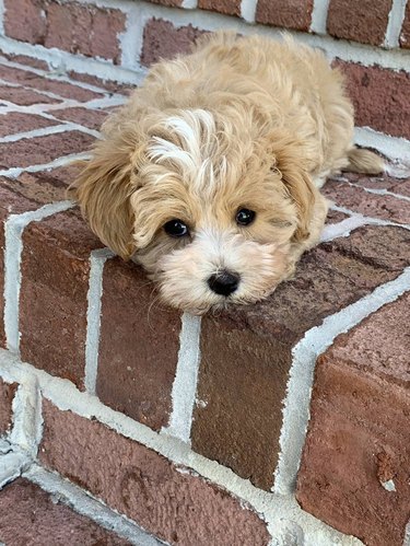 Puppy laying on brick stairs.