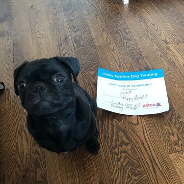 Smiling puppy next to puppy school graduation diploma.
