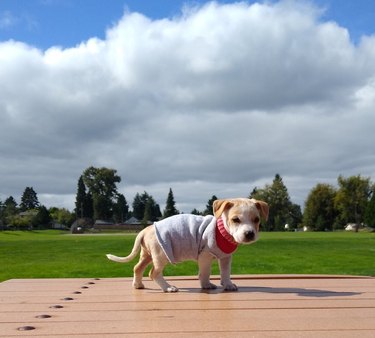 Puppy in a sweater on a picnic table.