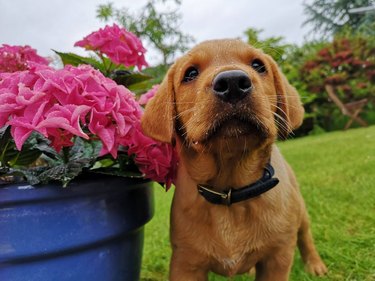 Puppy with dew on their snout and standing next to a flower pot.