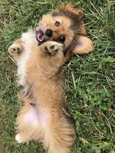 Puppy on their back in the grass.