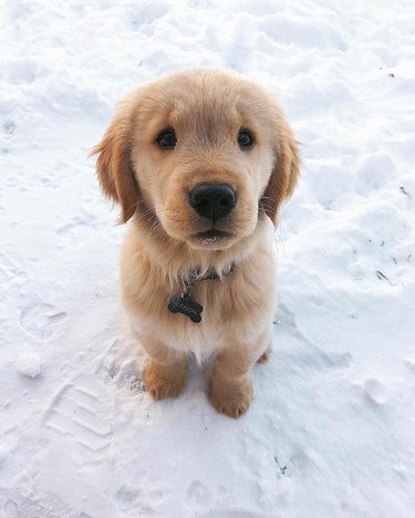 Puppy in the snow.