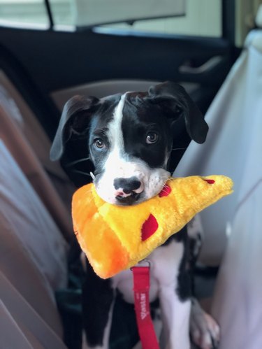 Puppy holding a chew toy shaped like a piece of pizza.