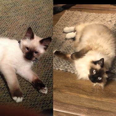 Side-by-side photos of a fluffy cat with unique paw markings as a kitten and as an adult.