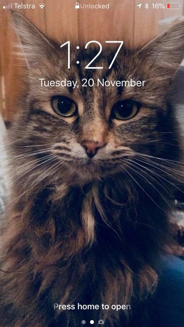 28 cat-themed locks screens for your phone