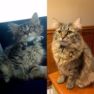 Side-by-side photos of a fluffy cat as a kitten and as an adult.