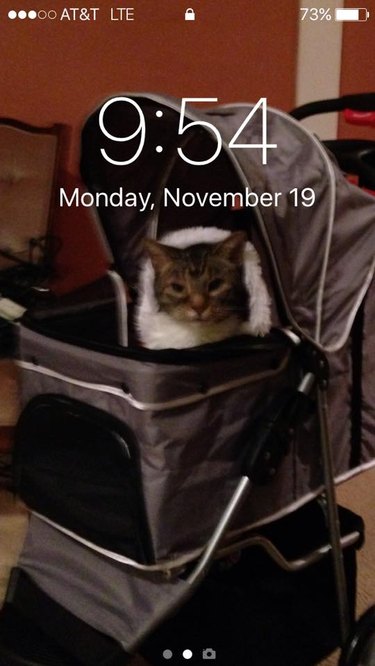 28 cat-themed locks screens for your phone