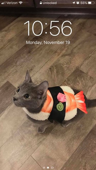 28 cat-themed locks screens for your phone