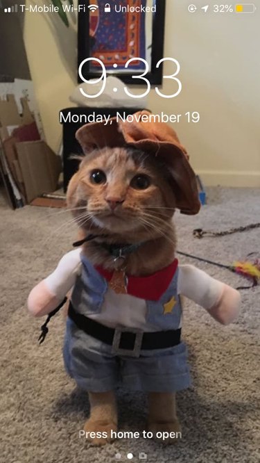 28 cat-themed locks screens for your phone