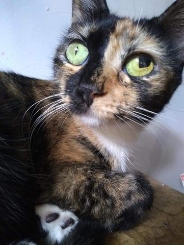 calico with ruptured pupil has fantastic cat name