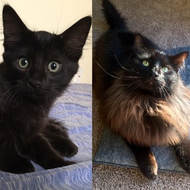 Side-by-side photos of a fluffy cat as a kitten and as an adult with a large ruff of fur.