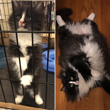 Side-by-side photos of a fluffy cat as a kitten and as an adult.