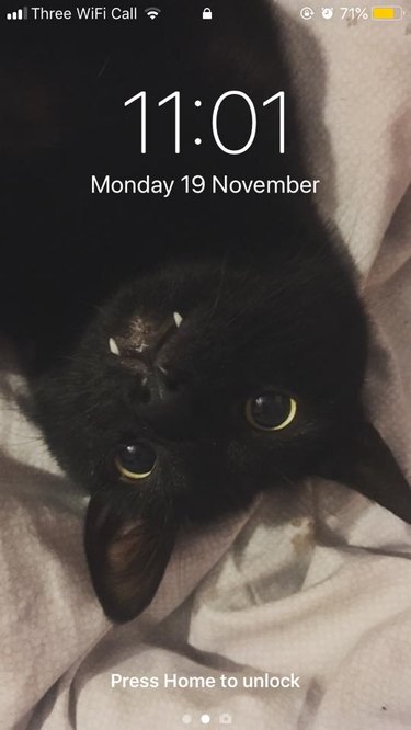 28 cat-themed locks screens for your phone