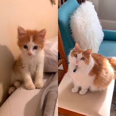 Side-by-side photos of a fluffy cat as a kitten and as an adult.