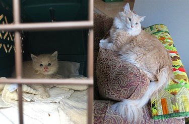 Side-by-side photos of a fluffy cat as a kitten in a kennel and as an adult on a couch.