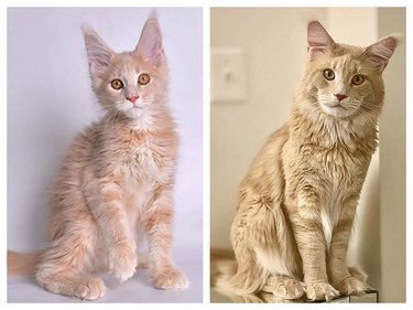 Side-by-side photos of a fluffy cat that looks kind of like Ron Perlman as a kitten and as an adult.