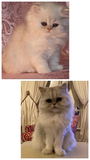 Side-by-side photos of a fluffy cat as a kitten and as an adult.