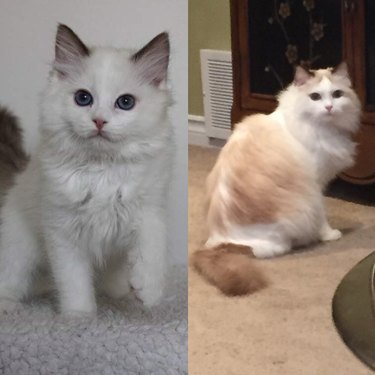 Side-by-side photos of a fluffy white cat as a kitten and as an adult.