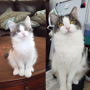 Side-by-side photos of a fluffy cat as a kitten and as an adult.