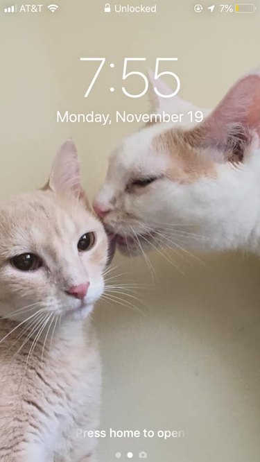 28 cat-themed locks screens for your phone