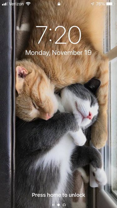 28 cat-themed locks screens for your phone