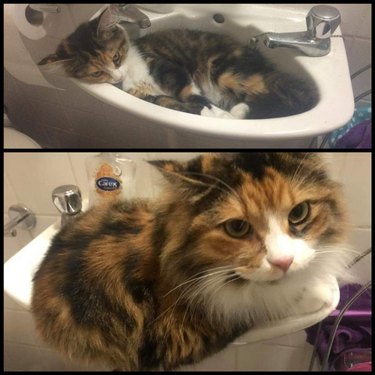 Side-by-side photos of a fluffy cat in a sink as a kitten and as an adult.