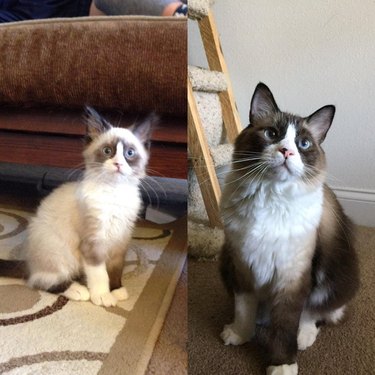 Side-by-side photos of a fluffy cat as a kitten and as an adult.