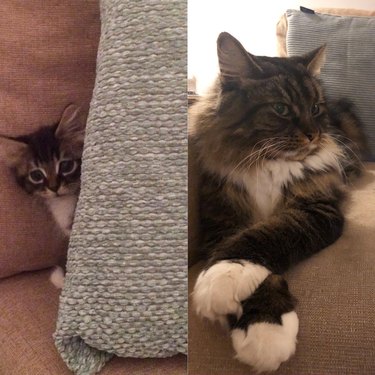 Side-by-side photos of a fluffy cat as a kitten hiding behind a cushion and as an adult posing with its paws crossed.