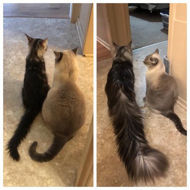 Side-by-side photos of a fluffy cat as a kitten and as an adult with a very fluffy tail.