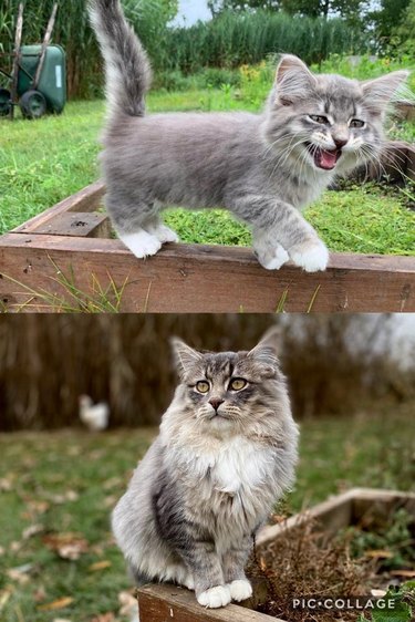 Side-by-side photos of a fluffy cat as a meowing kitten and as an adult.