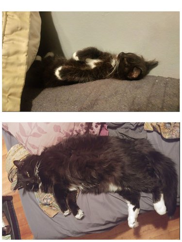 Side-by-side photos of a fluffy cat asleep as a kitten and as an adult.