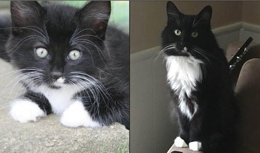 Side-by-side photos of a fluffy cat as a kitten and as an adult.