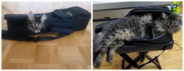 Side-by-side photos of a fluffy cat lying in a violin case as a kitten and as an adult