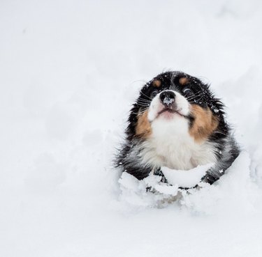 Puppy running through snow