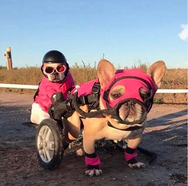 frenchie dog in wheels and pink mask