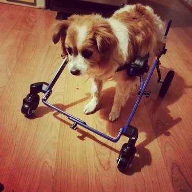 pup in four-wheel wheelchair