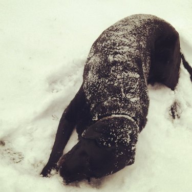 Dog rolling in snow