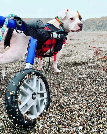 dog in wheelchair on rocky beach