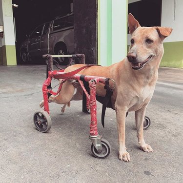 dog in pink wheelchair