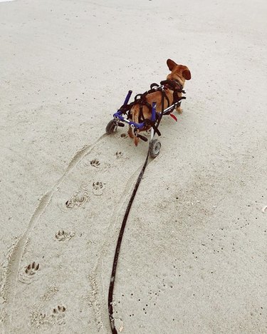 dog in wheels on the beach with paw prints on sand