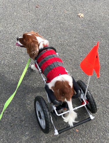 spaniel in striped sweater and wheelchair