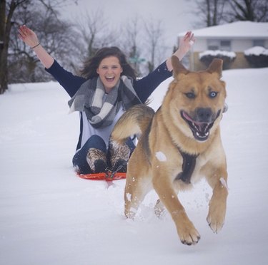 Dog pulling sled through snow.