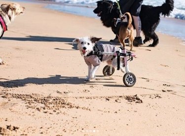a dog in a wheelchair at the beach