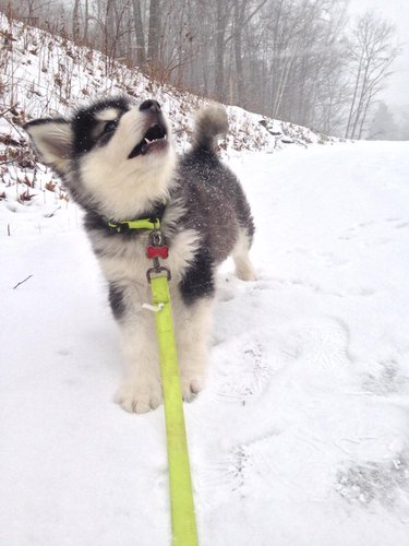 Puppy looking at snow