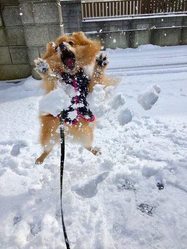 Dog trying to catch a snowball
