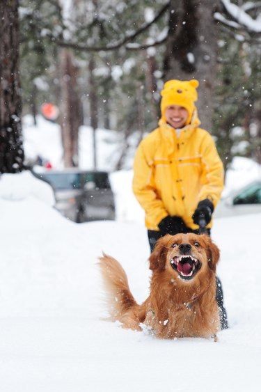 Excited dog running through snow