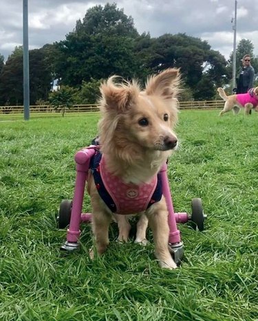 dog in pink vest and pink wheels