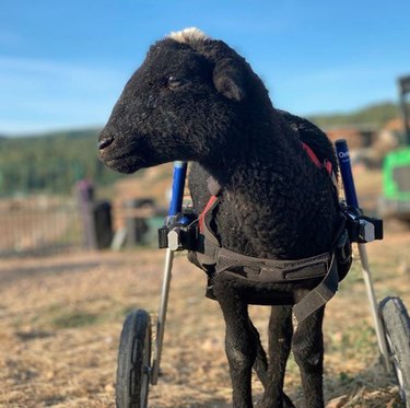 sheep in wheelchair