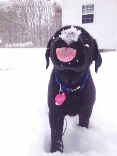 Dog licking snow off its tongue.